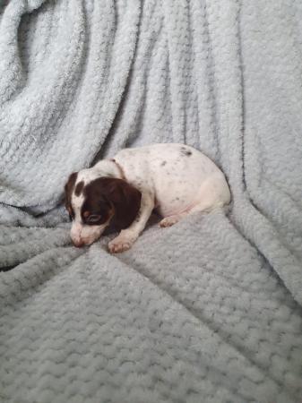 Image 23 of 8 week old mini dach x Springer spaniel pups