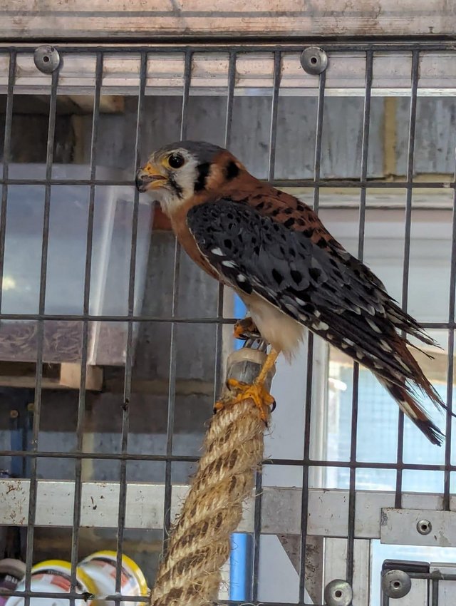 Preview of the first image of American kestrel 2022 hatched bird.