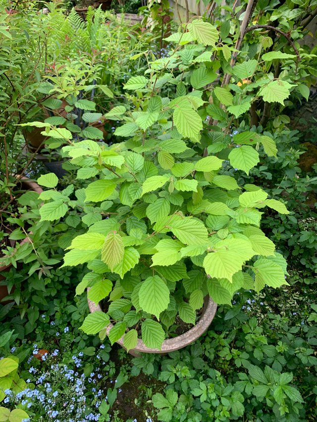 Preview of the first image of 50” high healthy Witch Hazel bush/plant in planter.