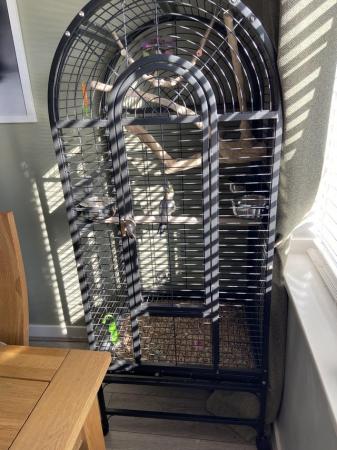 Image 5 of 11 month old female cockatiel with large cage and accessorie