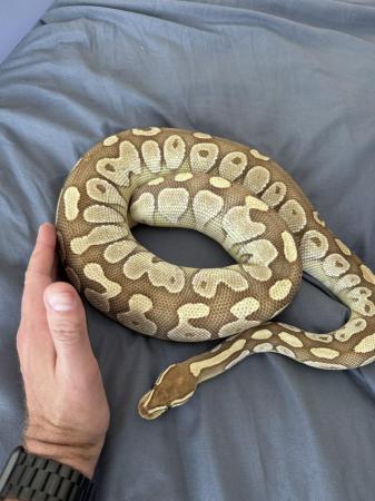 Image 9 of ball pythons male and female morphs