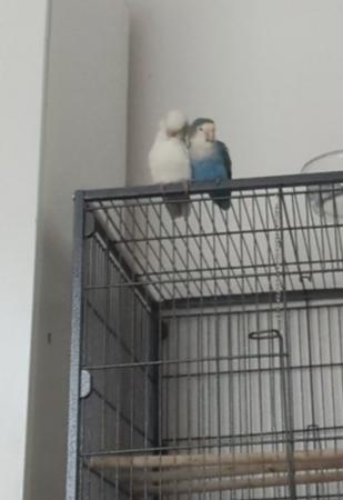 Image 6 of Breeding pair of lovebirds sold together.