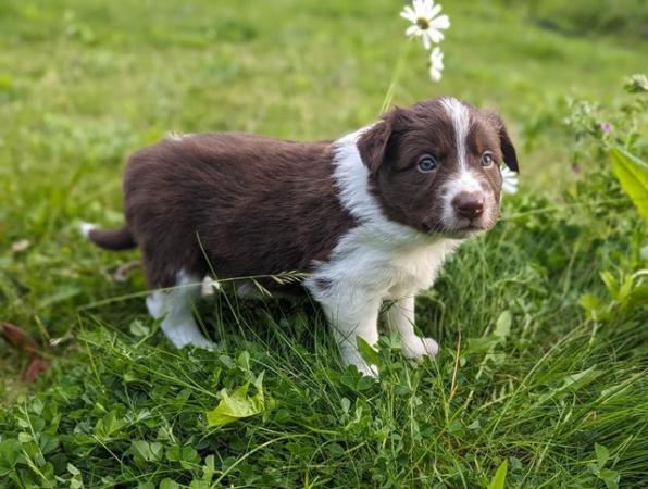 Image 9 of 5 beautiful border collie puppies (4 males and 1 female)