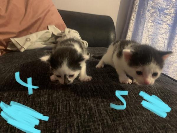 Image 3 of 3 kittens for sale male and female