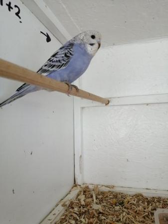 Image 9 of BABY BUDGIES for sale male and female from £20each