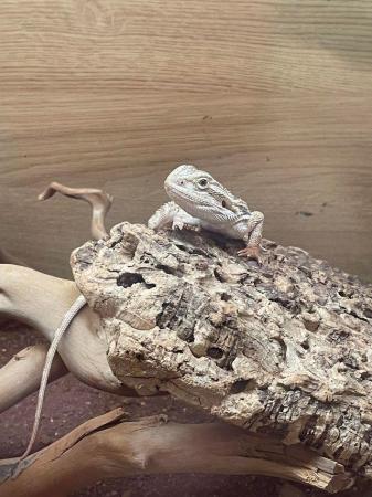 Image 5 of Bearded Dragon 2023 born for sale