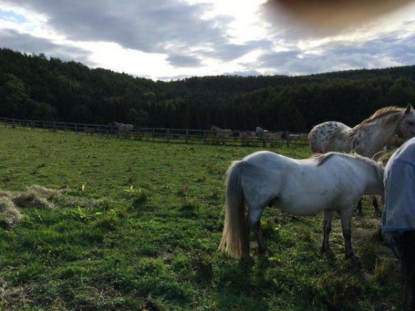 Image 3 of Attractive Small Welsh Pony Companion for Permanent Loan