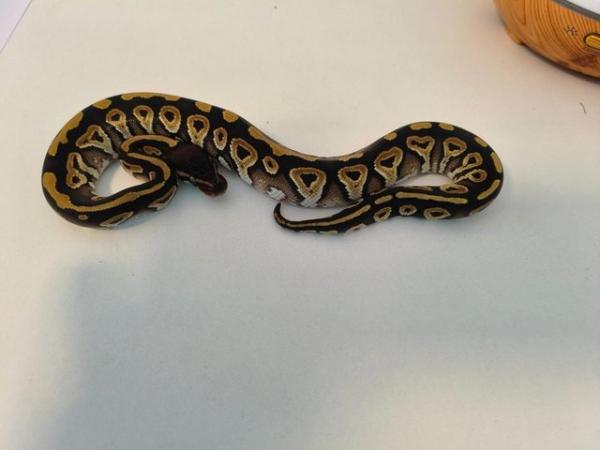 Image 4 of Phantom ball python royal python female