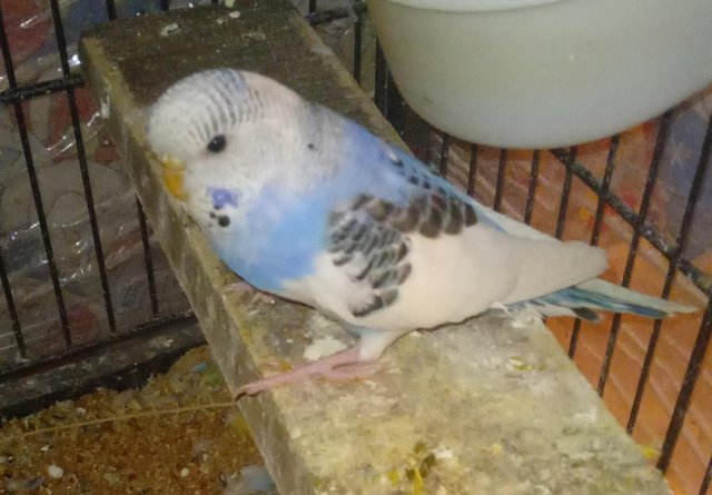 Image 8 of Budgies for sale liverpool