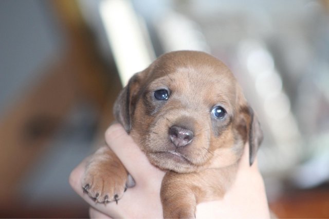 Image 12 of Gorgeous Miniature Dachshund Puppies
