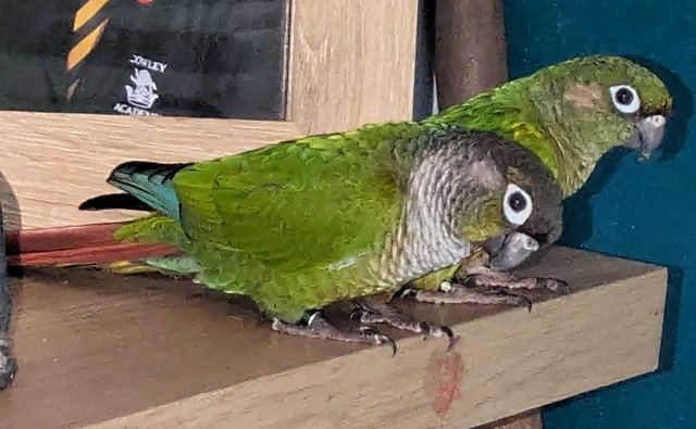 Image 4 of Green check conures for sale