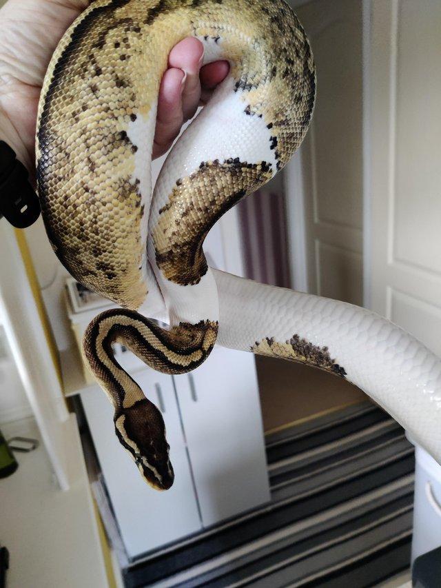 Preview of the first image of 1 beautifulRoyal Ball Python for sale with complete setup.