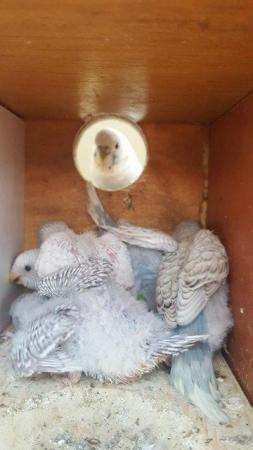 Image 2 of !!!For sale young budgies for rehoming!!!