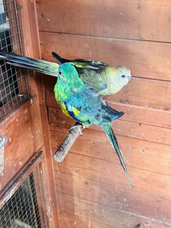 Image 3 of One pair bonded red rump parrot for sale