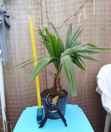 Image 2 of Palm Tree Windmill Hardy UK Grown Plant