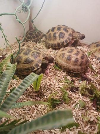 Image 4 of Horsefield tortoises male and female available