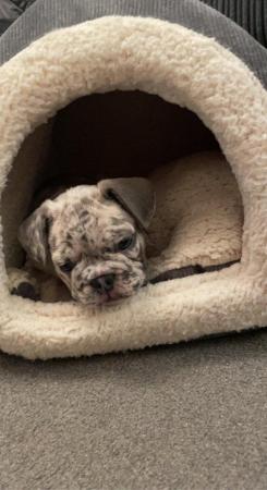 Image 3 of Female French Bulldog for sale