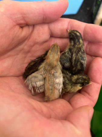 Image 2 of Day old Chinese painted quail chicks available now