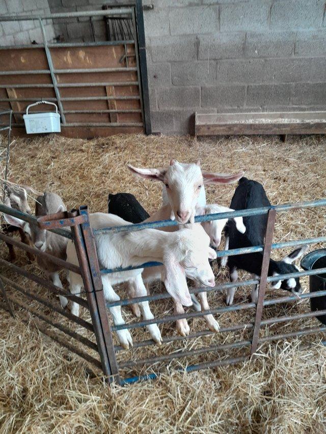 Preview of the first image of Bottle feeding goat kids.