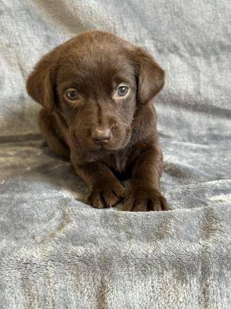 Image 2 of *SOLD*KC Registered Chocolate Labrador Retriever puppies