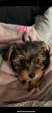 Image 3 of 12 weeks old Yorkshire terrier puppies