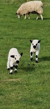 Image 2 of Valais blacknose cross lambs
