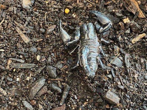 Image 5 of Scorpions at Birmingham Reptiles
