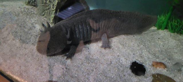 Preview of the first image of Proven breeding pair Axolotls + set ups.