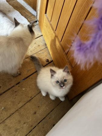 Image 6 of Gorgeous Ragdoll Kittens for sale