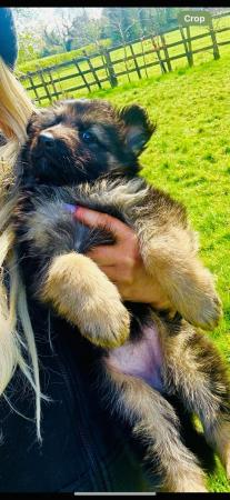 Image 19 of German Shepherd Puppies Stunning