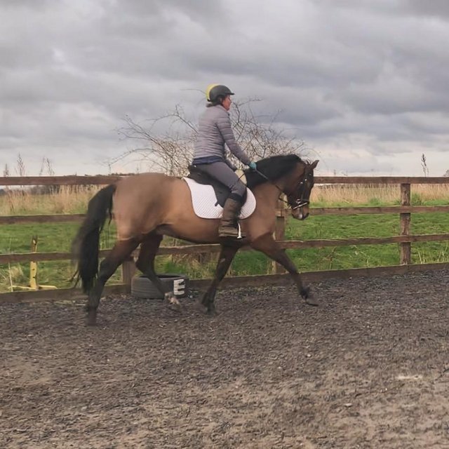 Preview of the first image of 15.1hh Allrounder Bay Gelding.
