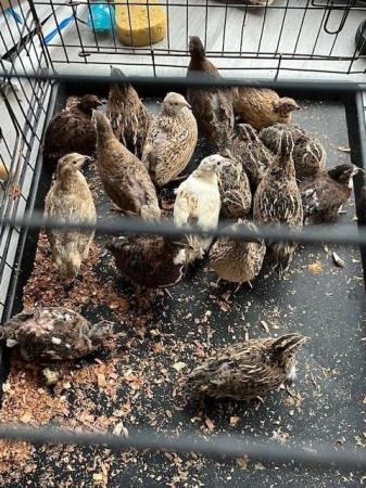 Image 2 of Quails for sale Leicestershire