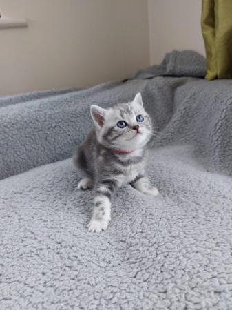 Image 6 of BSH Classic Silver Tabby