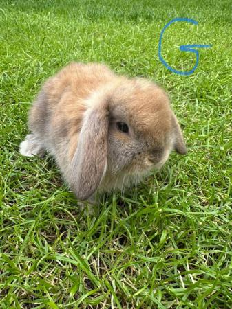Image 11 of Male and Female Mini Lop Rabbits For Sale