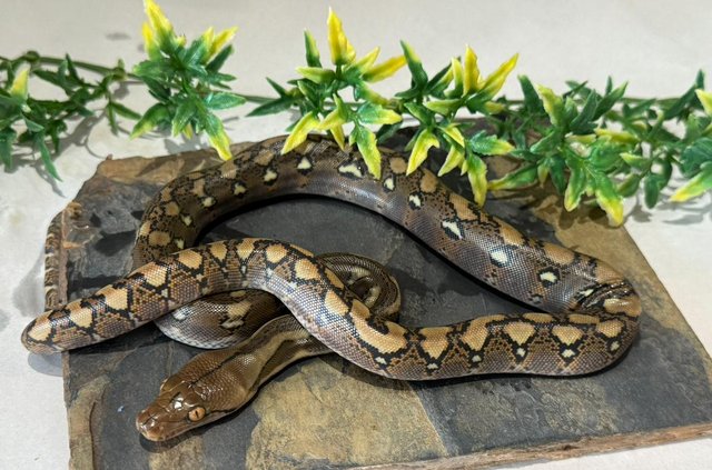 Image 5 of Uk first bacan combo pythons