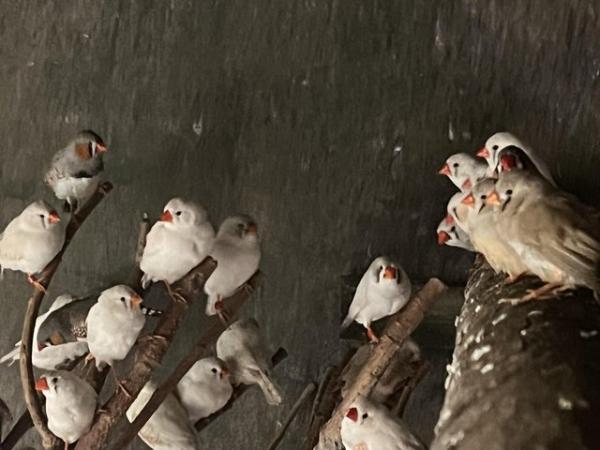 Image 3 of Zebra finches available - majority white colouration