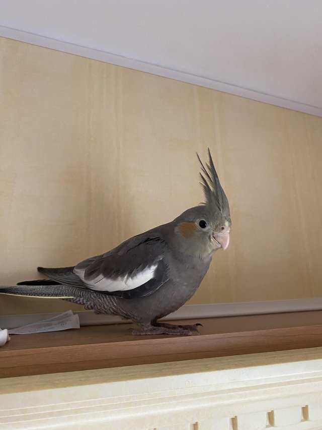 Hand reared, tame juvenile cockatiel — photo 3 of 4