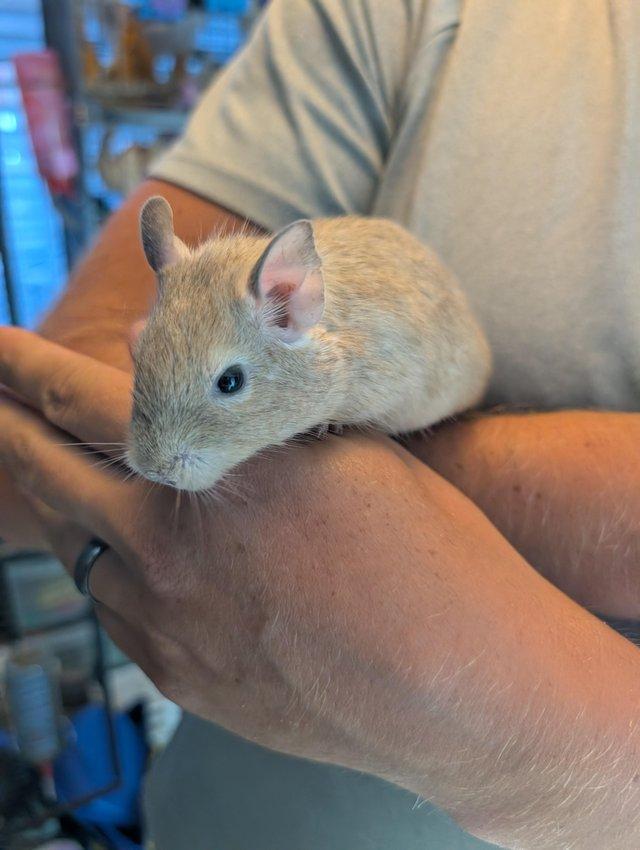 Lovely Degus male and female available — photo 3 of 4