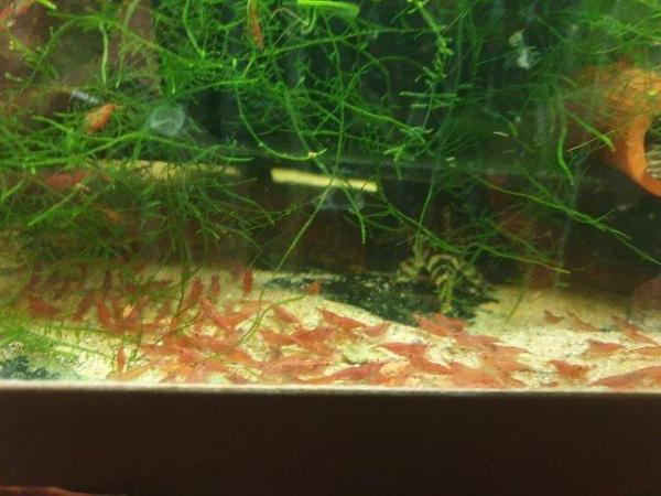 Image 4 of Tropical Fish and Shrimp for sale