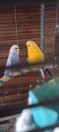 Image 2 of Budgies adult pair for sale