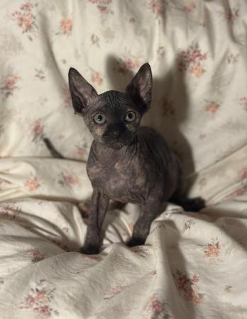 Image 1 of Sphynx kittens beautiful temperaments and colours