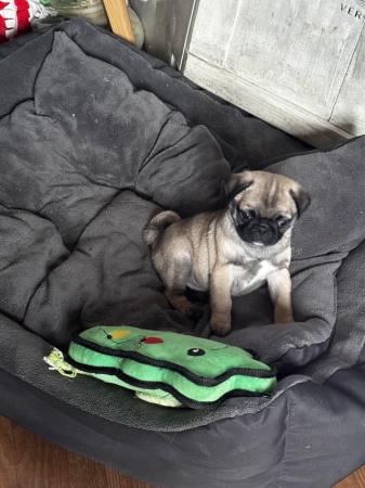 Image 2 of ??4 Gorgeous PURE pugs For Sale
