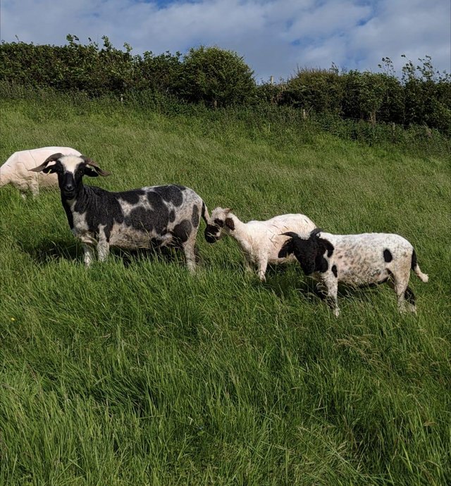 Preview of the first image of VBN cross Jacobs EWE and lambs looking for New home.