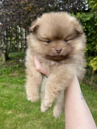 Image 8 of Ready now! Chocolate & sable Pomeranian puppies
