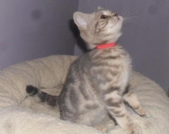 Image 2 of *READY NOW* British Shorthair Blue Female Kitten