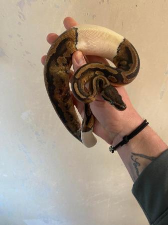Image 3 of Female Pied Royal Python cb 23