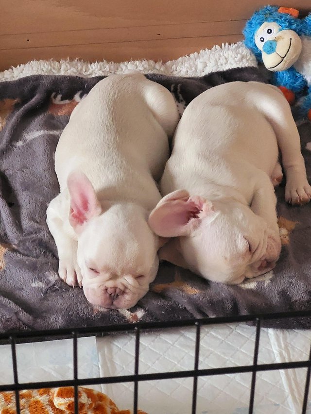 Preview of the first image of 10 weeks old platinum/white frenchies.