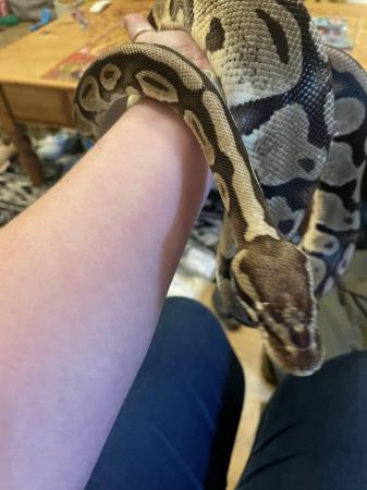 Image 4 of Standard brown and black ball python female