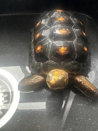 Image 5 of 4 year old female red foot tortoise