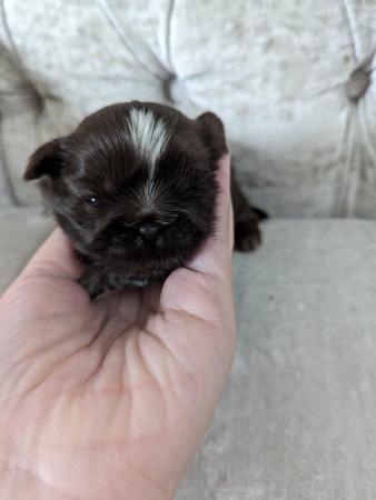 Image 4 of One male Chocolate imperial KC registered shih tzu puppies